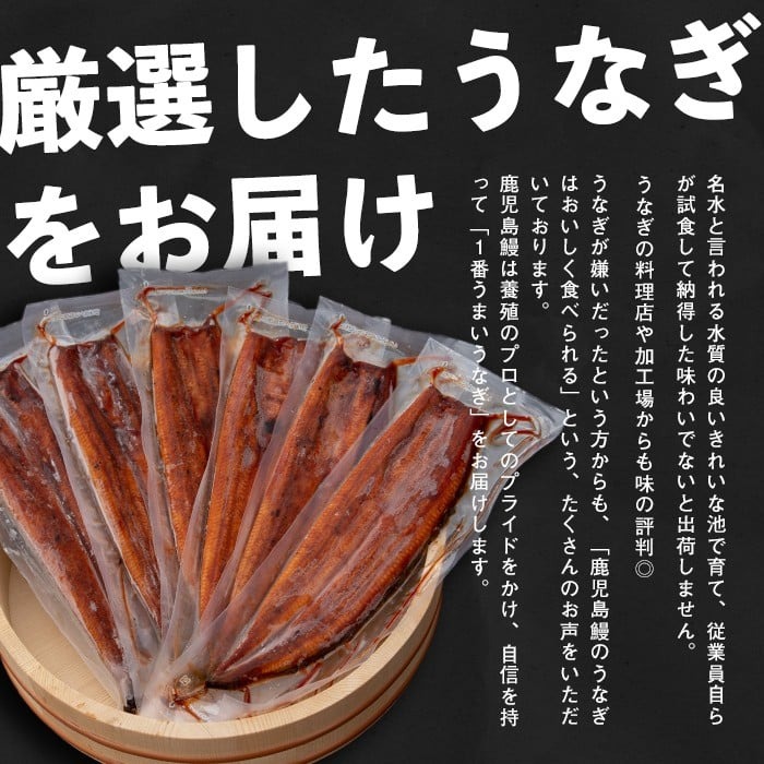 【志布志市制20周年記念】【10営業日以内に発送】【数量限定】鹿児島県産うなぎ蒲焼 名水慈鰻 超特上 2尾(1尾あたり236~270g)＜計500g以上＞ うなぎ 鰻 ウナギ 2尾 国産 蒲焼 かばやき 冷凍 真空 真空パック 無頭 うな重 ひつまぶし タレ 山椒 a5-352