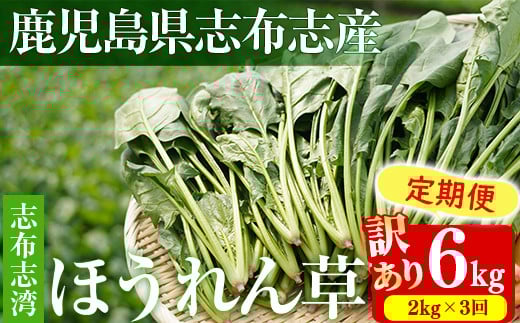 【定期便3回】【数量限定・訳あり】志布志湾ほうれん草(計6kg 2kg×3回) t0036-005