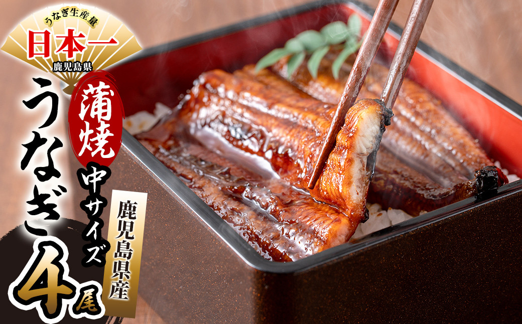 鹿児島県産 伊崎田のうなぎ蒲焼 中＜150g以上＞× 4尾(計600g以上) b7-020
