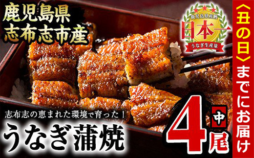 【丑の日までに配送】うなぎの大楠＜中＞4尾セット計520g(130g×4) b5-171-us