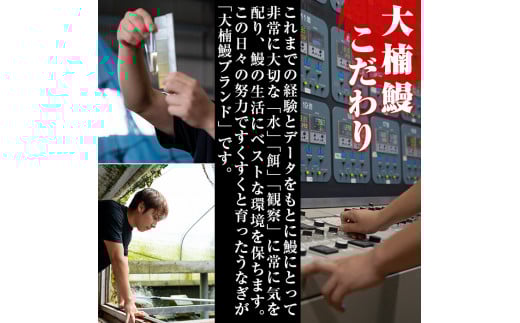 うなぎの大楠＜中＞2尾セット計260g(130g×2) a4-065