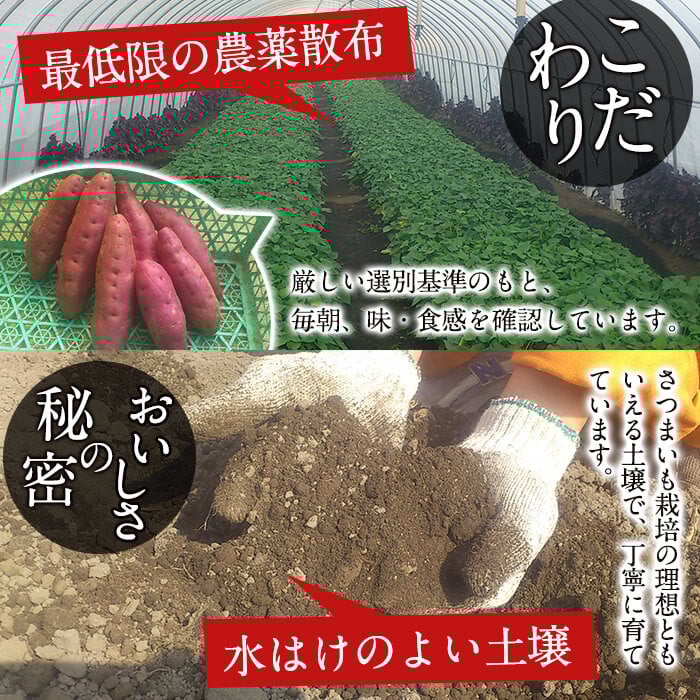 é«ç³»14å·ïŒãã¯ãã¯ãã€ãŸãã(ããã¯ã¹ãµã€ãº5kgÃ2ç®±ã»èš10kg) a5-005