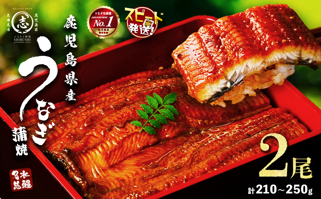 【10営業日以内に発送】鹿児島県産うなぎ蒲焼 名水慈鰻 2尾＜計210～250g＞ うなぎ 鰻 ウナギ 2尾 国産 蒲焼 かばやき 冷凍 真空 真空パック 無頭 うな重 ひつまぶし タレ 山椒 a1-151