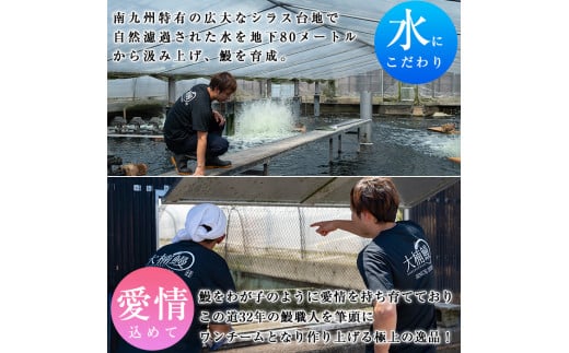 【数量限定】うなぎの大楠＜超特大＞4尾セット計760g以上(190g×4) c3-022