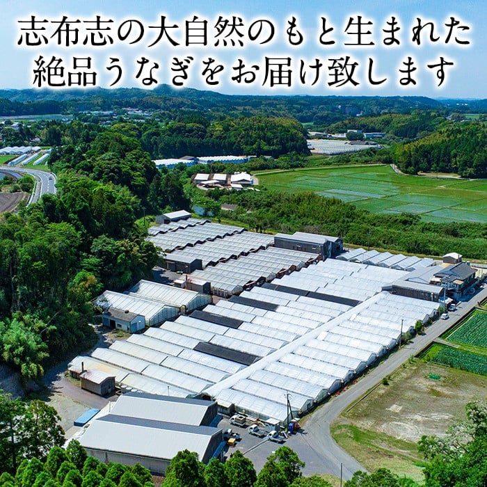 うなぎの大楠＜大＞4尾セット計600g(150g×4) b8-026