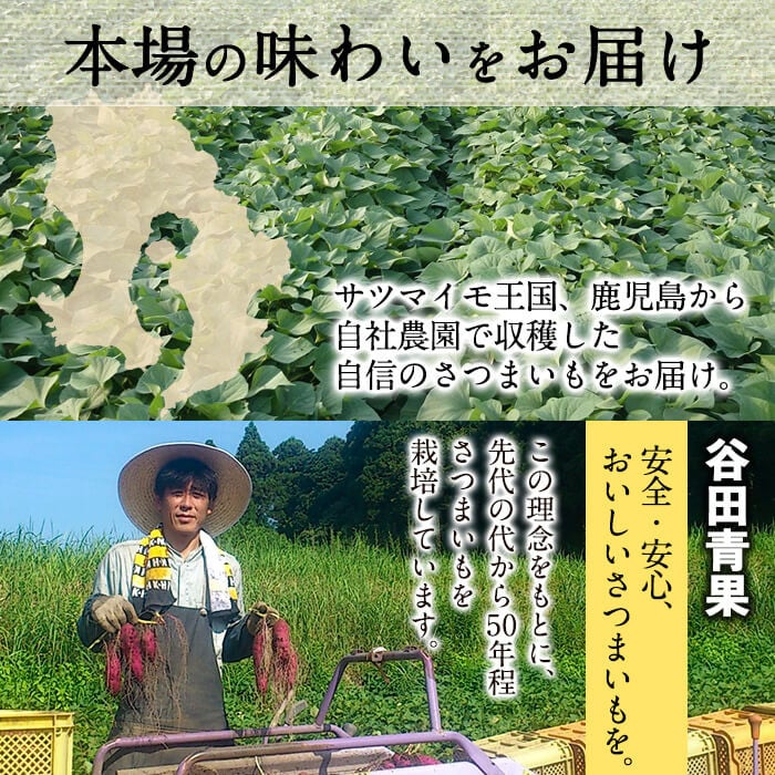 é«ç³»14å·ïŒãã¯ãã¯ãã€ãŸãã(ããã¯ã¹ãµã€ãº5kgÃ2ç®±ã»èš10kg) a5-005