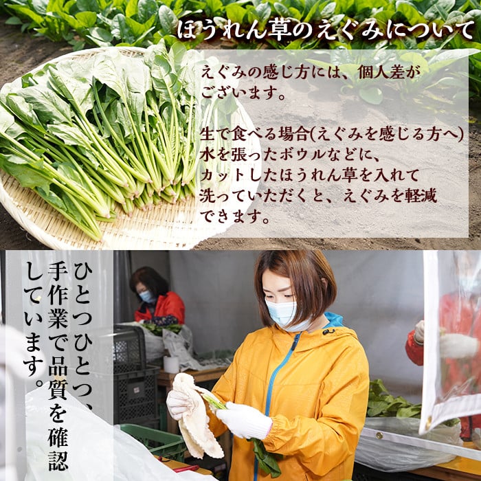 【数量限定】志布志湾ほうれん草(200g×5袋 合計1kg) サラダ おひたし お味噌汁 スムージー ほうれん草 ジュース ほうれんそう a1-032