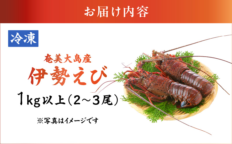 伊勢えび 約1kg以上（2尾〜3尾）　A050-002