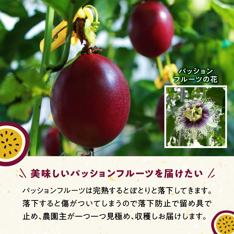 ã2026幎å
è¡äºçŽãå¥çŸå€§å³¶ç£ ããã·ã§ã³ãã«ãŒã 2kgïŒãµã€ãºæ··åïŒãA092-001