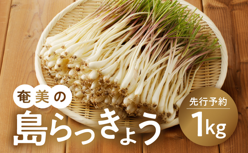【先行予約】奄美の島らっきょう - 1kg 露地栽培 おつまみ 天ぷら おかか和え 奄美産