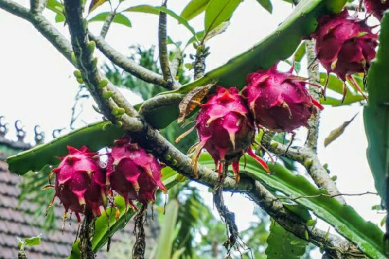 é
æã®ååœãã«ãŒãã»å¥çŸç£ãã©ãŽã³ãã«ãŒãïŒãã¿ã€ïŒçŽ2kg-1001