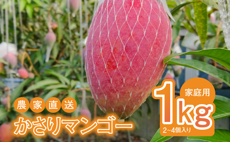 【2025年先行予約】【奄美産】かさりマンゴー家庭用1kg　A072-005