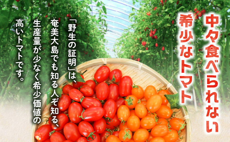 【2026年先行予約】亜熱帯トマト「野生の証明」約800g（約400g×2P）　A021-002-01