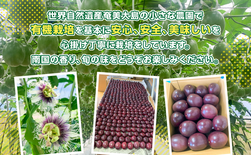 蟲家çŽéããã·ã§ã³ãã«ãŒã 2.5kgç®± å®¶åºçšïŒãµã€ãºæ··åïŒãA201-001