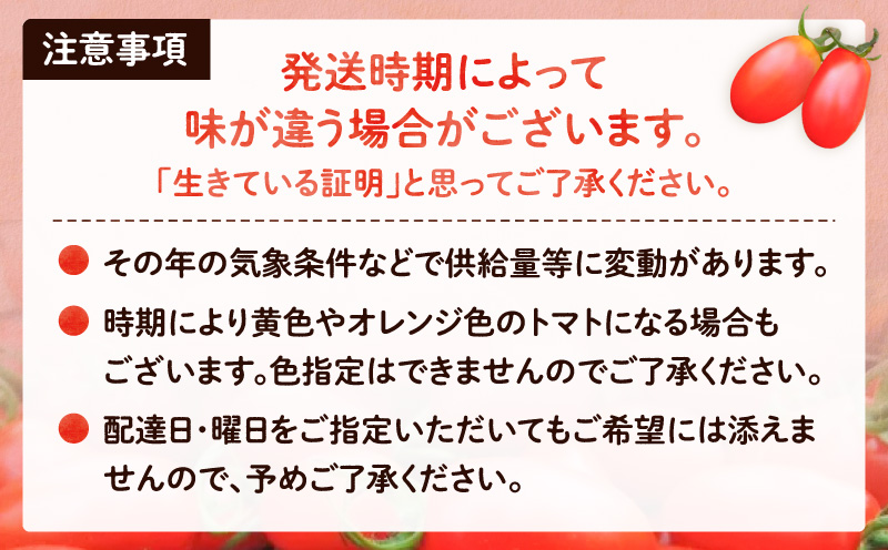 【2026年先行予約】亜熱帯トマト「野生の証明」約800g（約400g×2P）　A021-002-01