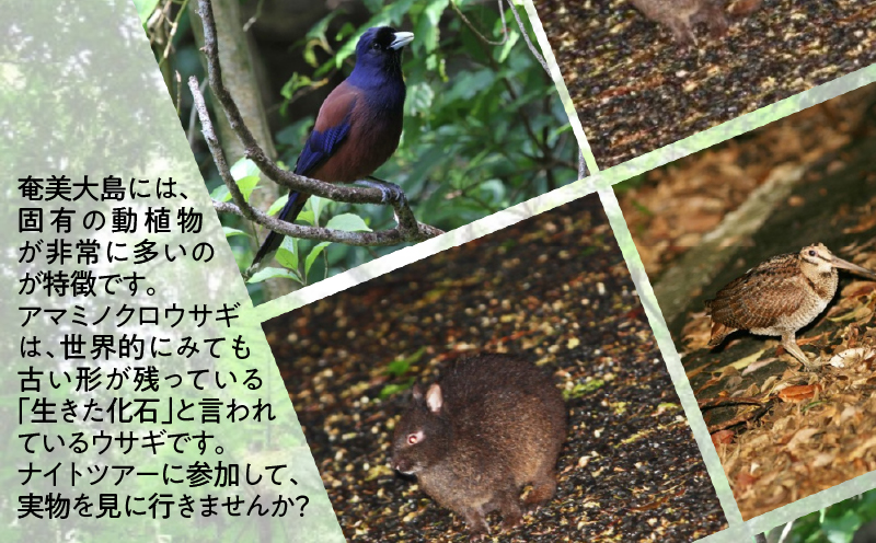 ãçŽè¡ãã£ãŒã¿ãŒäŸ¿ãã¢ãŒã«ã䜿ããïŒãå¥çŸåžã«æ³ãŸããµãããšçŽçšæ
è¡ã¯ãŒãã³ã6,000ååããA184-002