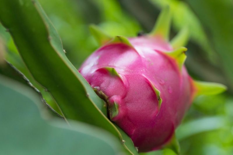 é
æã®ååœãã«ãŒãã»å¥çŸç£ãã©ãŽã³ãã«ãŒãïŒãã¿ã€ïŒçŽ2kg-1001