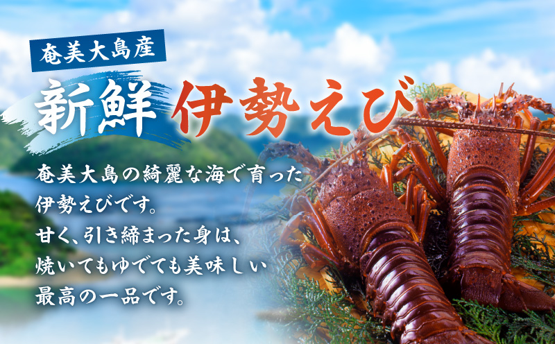 伊勢えび 約1kg以上（2尾〜3尾）　A050-002