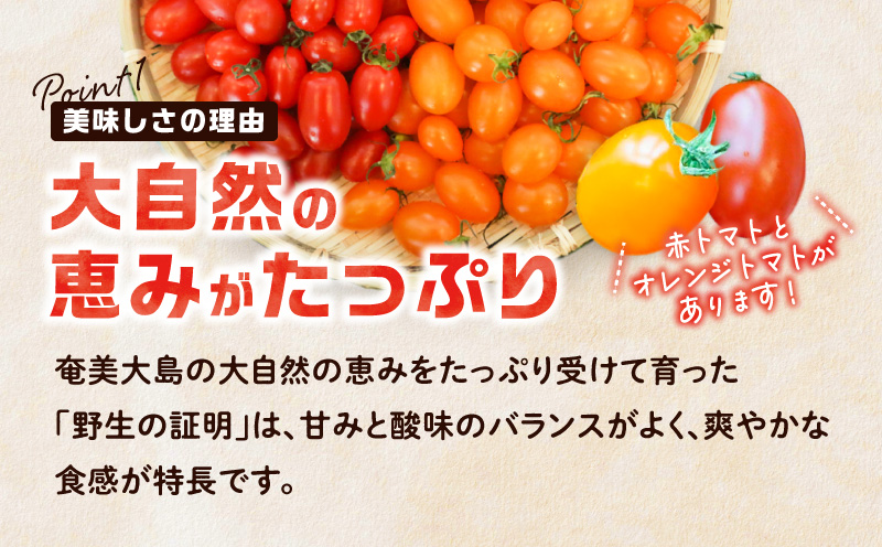【2026年先行予約】亜熱帯トマト「野生の証明」約800g（約400g×2P）　A021-002-01