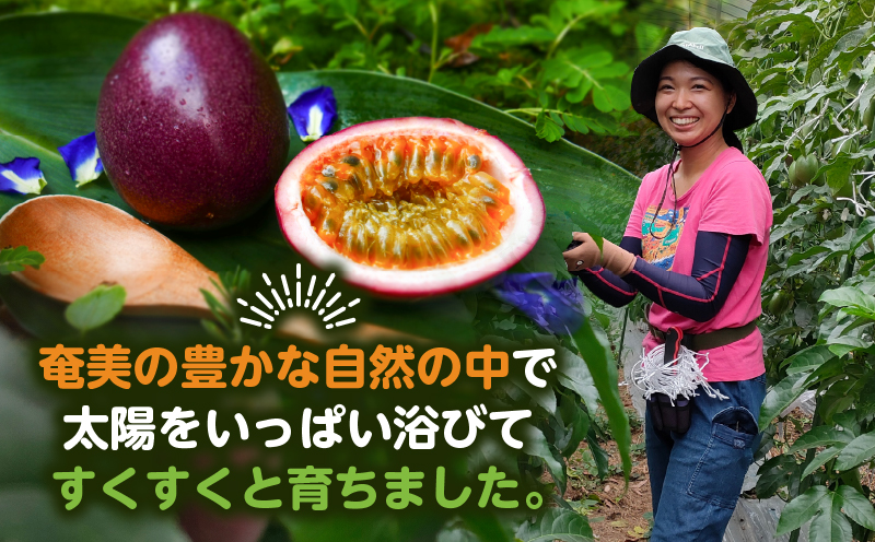 ã2026幎å
è¡äºçŽãå¥çŸããã·ã§ã³ãã«ãŒã èŽççš 12çå
¥ããA135-007