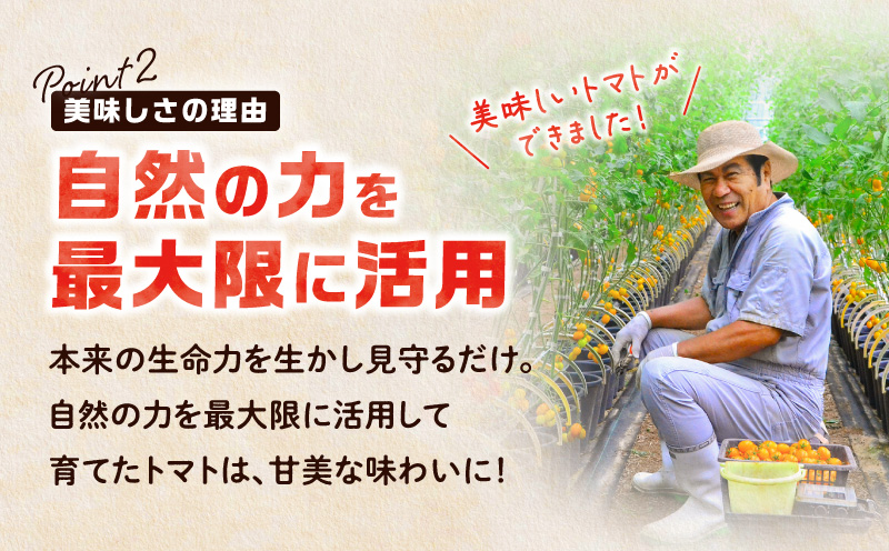 【2026年先行予約】亜熱帯トマト「野生の証明」約800g（約400g×2P）　A021-002-01