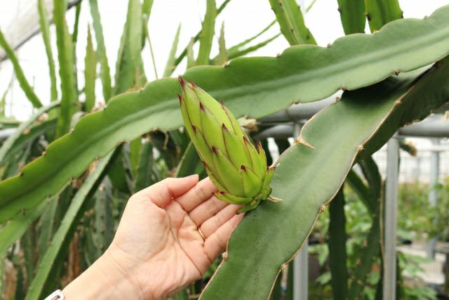 é
æã®ååœãã«ãŒãã»å¥çŸç£ãã©ãŽã³ãã«ãŒãïŒãã¿ã€ïŒçŽ2kg-1001