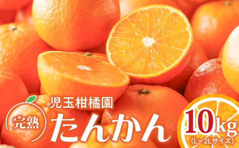 【10月1日価格改定（値上げ）予定】【先行予約】《児玉柑橘園》奄美完熟たんかん優品10kg（L〜 2L）　A061-003