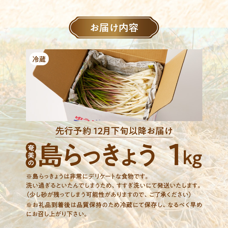 【先行予約】奄美の島らっきょう - 1kg 露地栽培 おつまみ 天ぷら おかか和え 奄美産