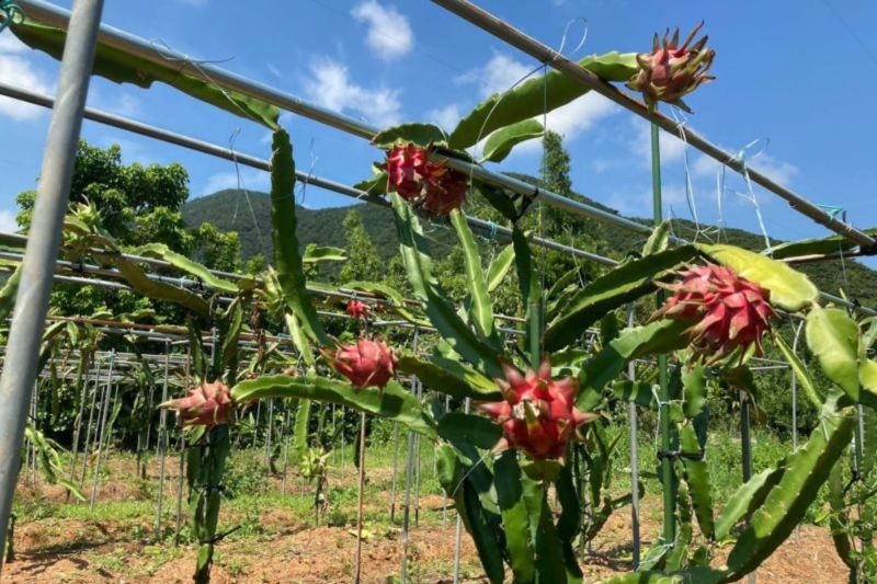 é
æã®ååœãã«ãŒãã»å¥çŸç£ãã©ãŽã³ãã«ãŒãïŒãã¿ã€ïŒçŽ2kg-1001