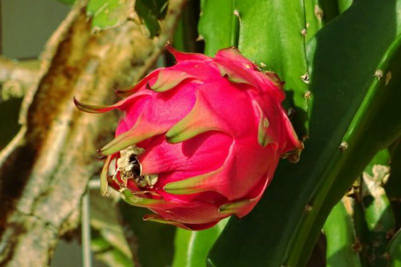 é
æã®ååœãã«ãŒãã»å¥çŸç£ãã©ãŽã³ãã«ãŒãïŒãã¿ã€ïŒçŽ2kg-1001