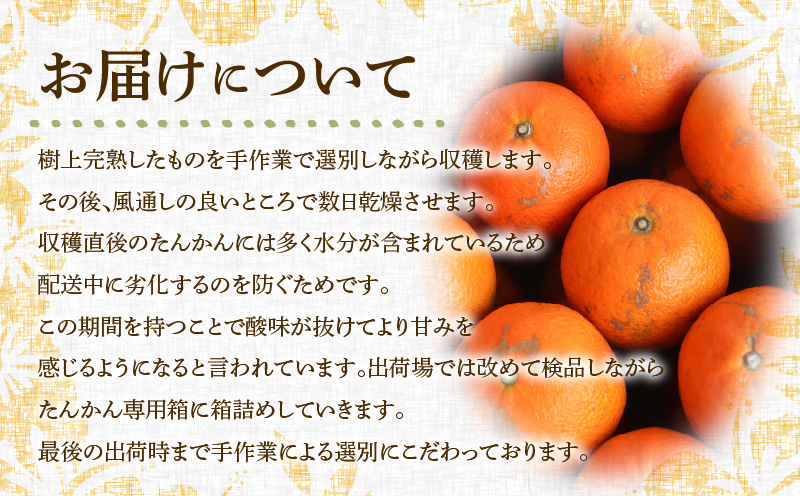 【2026年先行予約】奄美のたんかん家庭用 5kg（皮むき器・観光情報誌付）　A052-022-01
