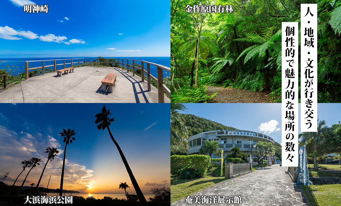 ãå¥çŸå€§å³¶ãã¢ãŒã鹿å
å³¶çå¥çŸåžã®å¯Ÿè±¡æœèšã§äœ¿ããJTAæ
è¡ã¯ãŒãã³ïŒ90,000ååïŒãA188-002