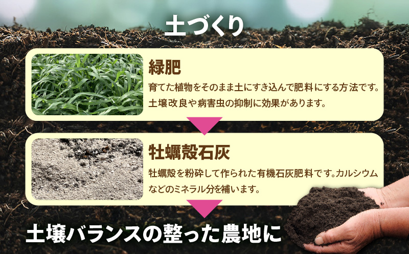 【2026年先行予約】完熟！南の島奄美のパッションフルーツ 2kg箱（20～22個サイズ混合）　A151-001