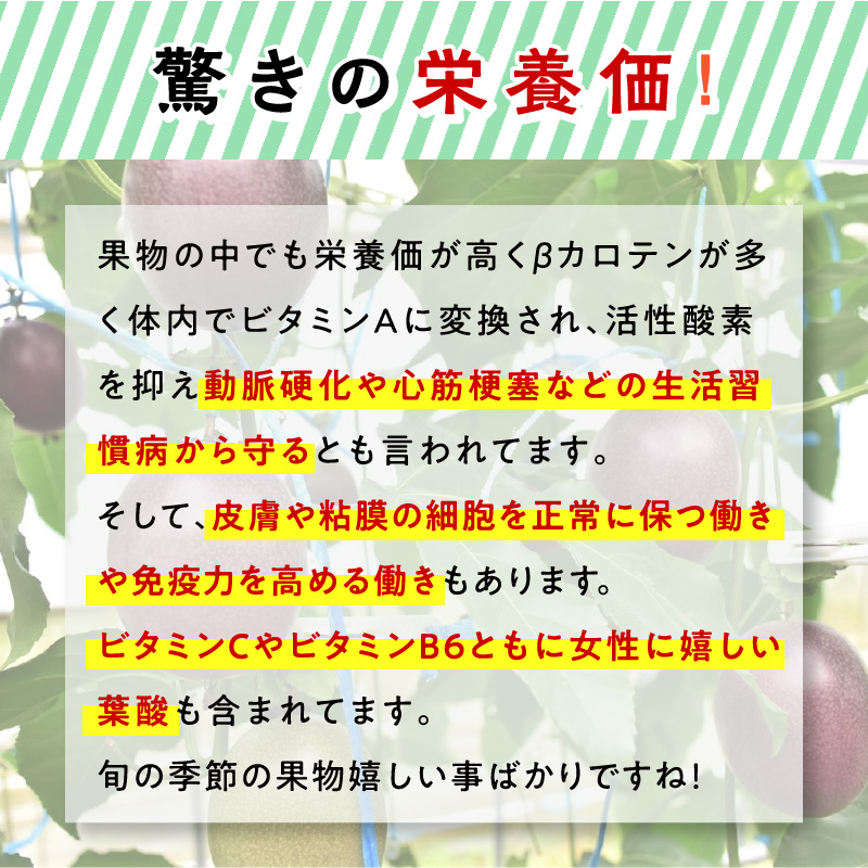【2026年先行予約】【農家直送】奄美大島産 パッションフルーツ 贈答用 1kg（秀品12個入り）　A092-004
