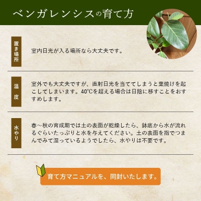 èŠ³èæ€ç© ãã³ã¬ã¬ã³ã·ã¹8å·ãµã€ãº1é¢ã1768376ã