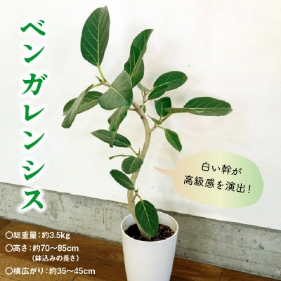 èŠ³èæ€ç© ãã³ã¬ã¬ã³ã·ã¹7å·ãµã€ãº1é¢ã1768170ã