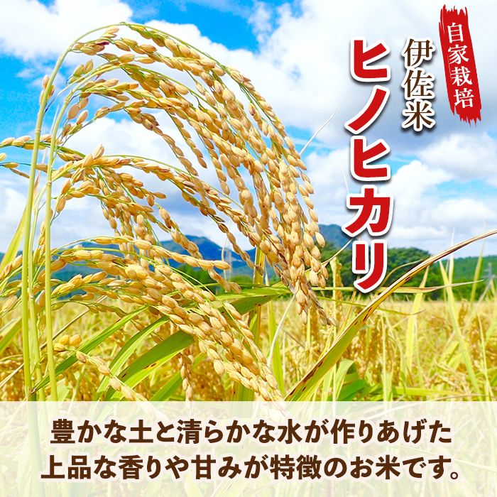 isa312 【定期便】伊佐のお米(5kg×6ヶ月・計30kg) 日本の米どころとして有名な伊佐の伊佐米ヒノヒカリ！【猩々農園】