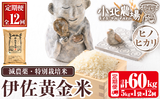 isa603 《数量限定・12回定期便》令和7年産 小北農場のお米 伊佐黄金米〈ヒノヒカリ〉(計60kg・5kg×1袋×12回) 鹿児島 伊佐 お米 特別栽培米 伊佐米 白米 ヒノヒカリ ひのひかり おにぎり ごはん 【小北農場】