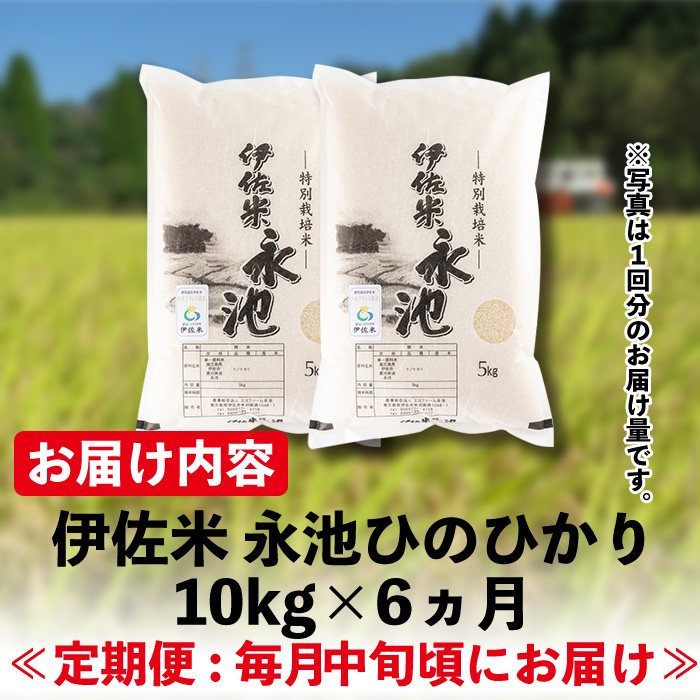 H4-01 【定期便】令和5年産 特別栽培米 伊佐米永池ひのひかり(計60kg・10kg×6ヶ月)【エコファーム永池】