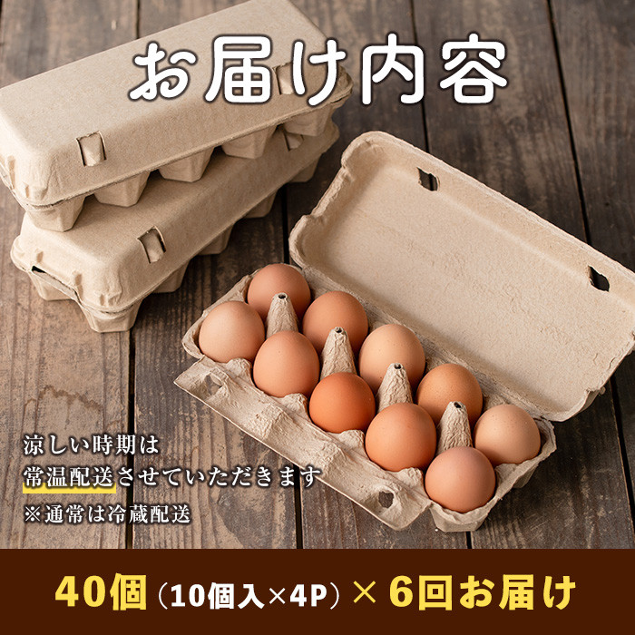 isa542 【定期便】いちき農園のこだわり卵(計240個・40個×6カ月) 【いちき農園】