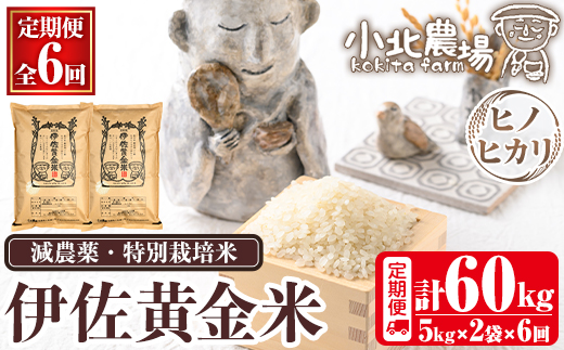 isa792 《数量限定・6回定期便》令和7年産 小北農場のお米 伊佐黄金米〈ヒノヒカリ〉(計60kg・5kg×2袋×6回) 鹿児島 伊佐 お米 60kg 定期便 6回 特別栽培米 伊佐米 白米 ヒノヒカリ ひのひかり おにぎり ごはん  【小北農場】