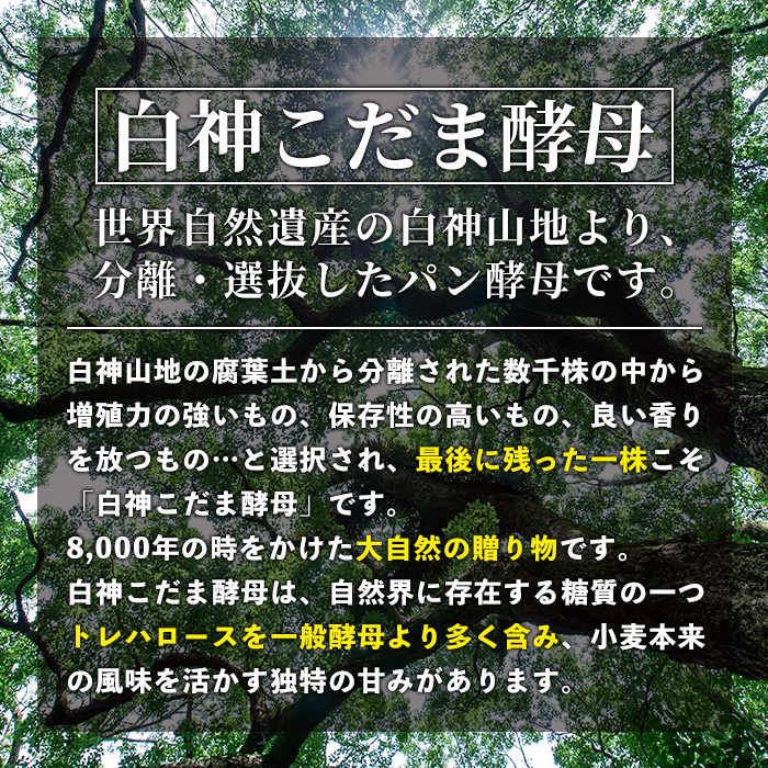 isa333 【定期便・全3回(3ヶ月連続)】プレーンベーグル(総計48個・16個×3回) 天然酵母 ふるさと納税 伊佐市 特産品 パン 国産 白神こだま酵母 ヒマラヤ岩塩 焼きたて 急速冷凍 ベーグル 牛乳・卵・バター不使用 ベーグルサンド 就労支援【工房あけぼの】