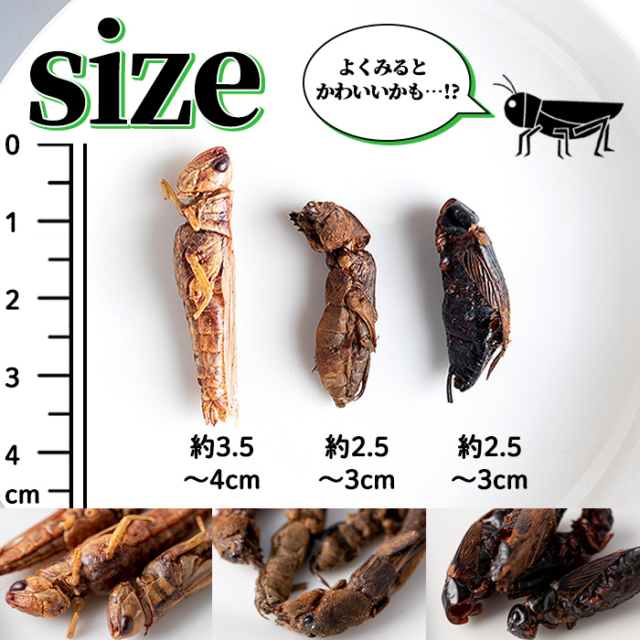 isa385 むしカフェ・昆虫食べ比べ3種！(各種3g)フタホシコオロギ・イナゴ・オケラ【いさ工房】