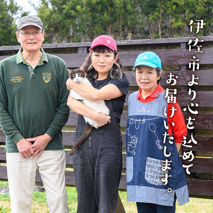 isa598 ドライフルーツサワーポメロ「そのまんまドライしました。」(計12袋・各20g) ドライフルーツ サワーポメロ 砂糖不使用 小分け 手づくり ギフト 加工食品 果物 フルーツ ハンドメイド【薩摩美食倶楽部】