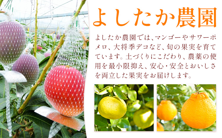 鹿児島県産 マンゴー 化粧箱入り 2玉 3L よしたか農園《5月上旬‐5月下旬頃出荷》鹿児島県 さつま町 マンゴー 果物 フルーツ 送料無料