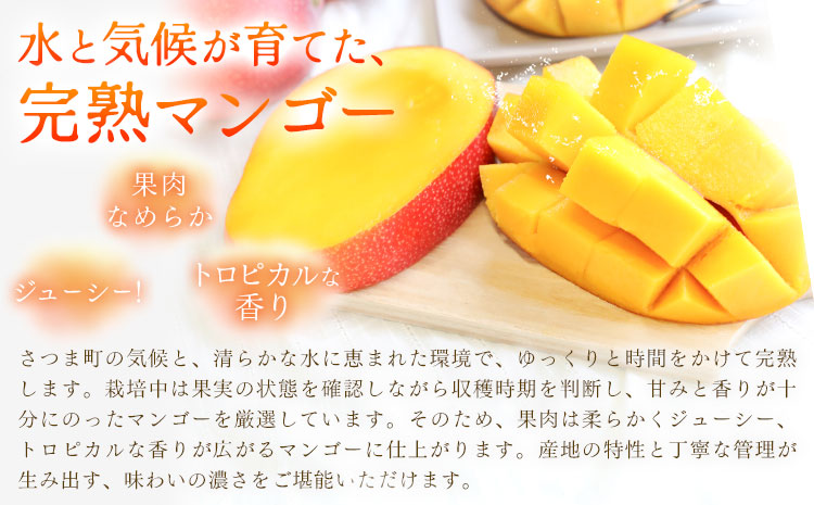完熟 マンゴー月姫 計1kg以上(2個入り) 株式会社日野洋蘭園《6月中旬-7月下旬頃出荷》 鹿児島県 さつま町 マンゴー 果物 フルーツ 送料無料