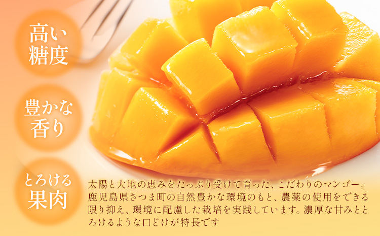 鹿児島県産 マンゴー 化粧箱入り 2玉 3L よしたか農園《5月上旬‐5月下旬頃出荷》鹿児島県 さつま町 マンゴー 果物 フルーツ 送料無料