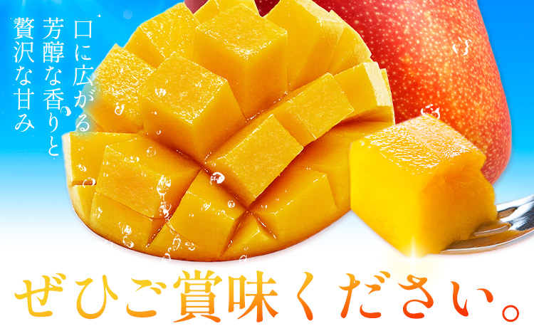 鹿児島県産 マンゴー 化粧箱入り 2玉 3L よしたか農園《5月上旬‐5月下旬頃出荷》鹿児島県 さつま町 マンゴー 果物 フルーツ 送料無料