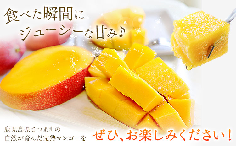 完熟 マンゴー月姫 計1kg以上(2個入り) 株式会社日野洋蘭園《6月中旬-7月下旬頃出荷》 鹿児島県 さつま町 マンゴー 果物 フルーツ 送料無料