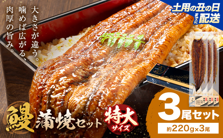 【土用の丑の日】＼特大サイズ／ 鹿児島県産 鰻蒲焼真空セット！3尾  タレ・山椒付！ 株式会社薩摩川内鰻 《7月中旬-7月下旬頃出荷》  鹿児島県 さつま町 送料無料 ウナギ 丑の日 うなぎ 刻み グルメ 特大 鰻 蒲焼 真空